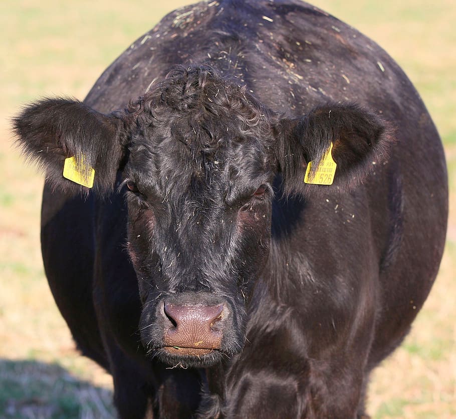 cow, globose, black, massive, close up, head, livestock, pasture HD wallpaper