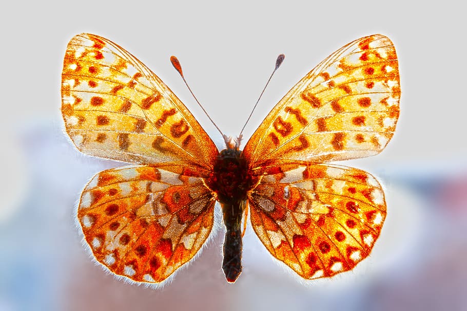butterfly, flight, backlighting, nature, insect, wing, dom HD wallpaper