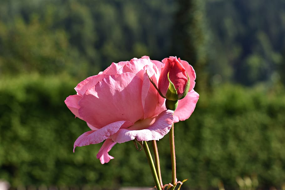 flower, summer, rose, nature, blossom, bloom, spring, plant HD wallpaper
