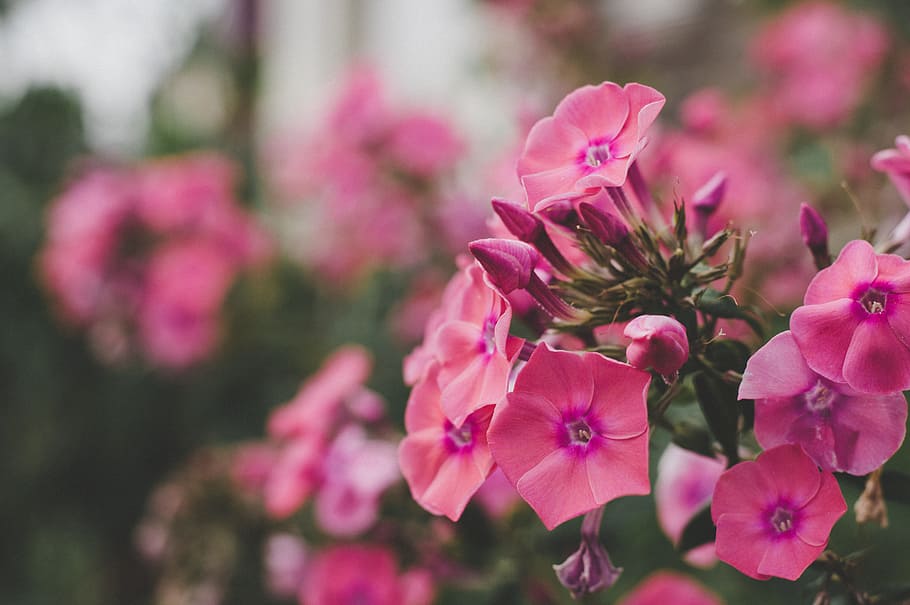 Purple Flowers, bloom, blooming, blossom, blurred background HD wallpaper