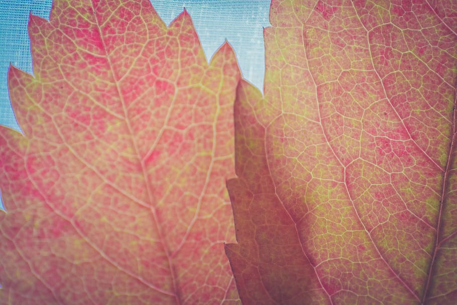 leaves, leaf, autumn, fall, red, orange, plant part, leaf vein HD wallpaper
