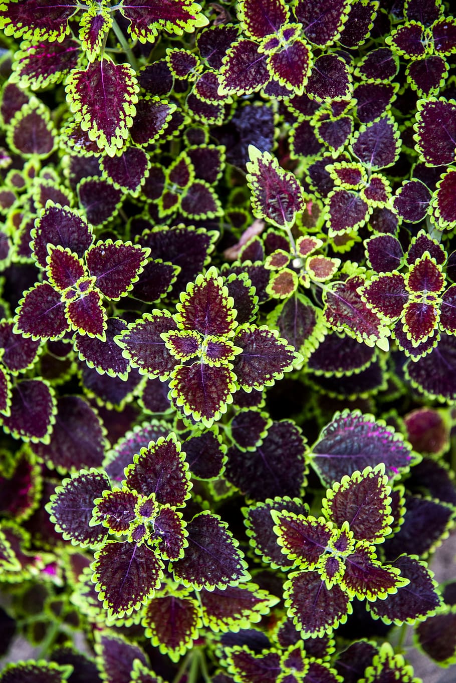 purple leaf plant, growth, beauty in nature, full frame, close-up HD wallpaper