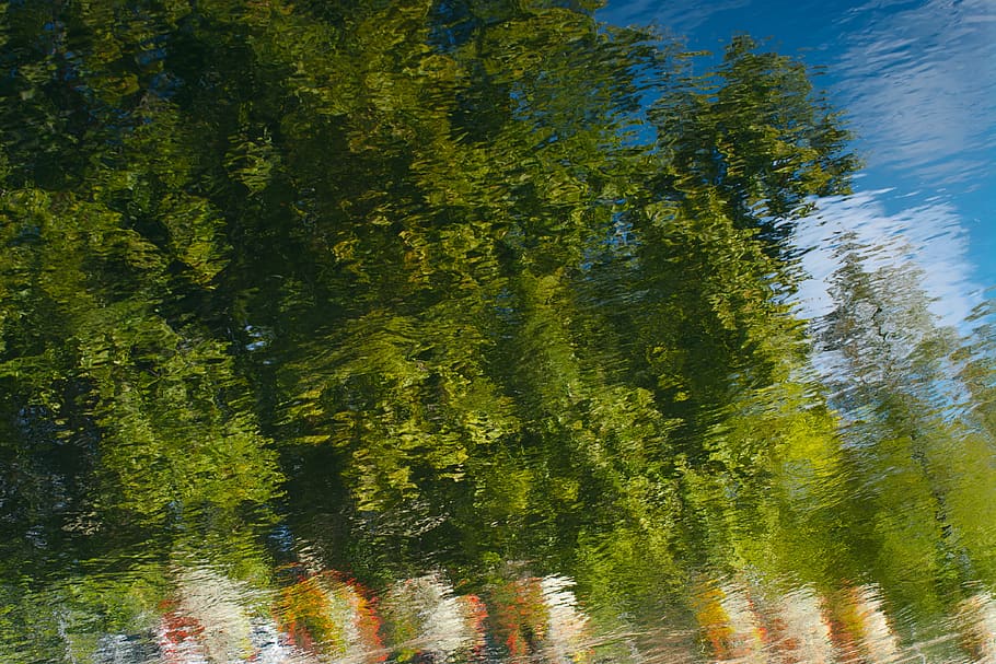 france, strasbourg, tree, plant, green color, growth, day, beauty in nature HD wallpaper