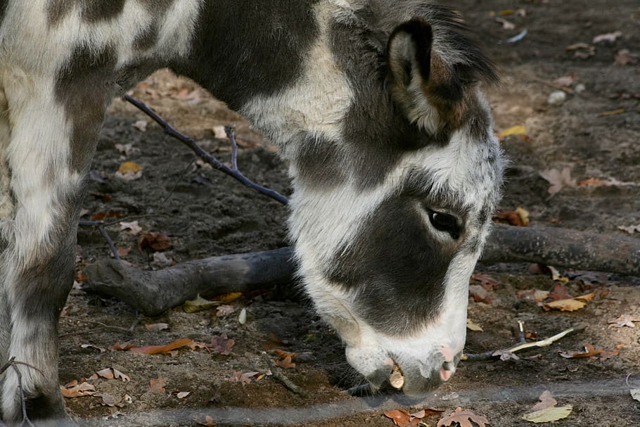 donkey, pet, ungulate, mammal, one animal, vertebrate, animal wildlife HD wallpaper