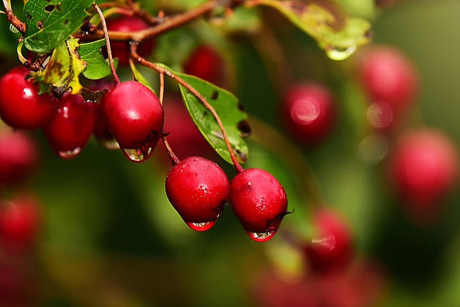 red berry, fruit, branch, tree, water drop, food and drink HD wallpaper