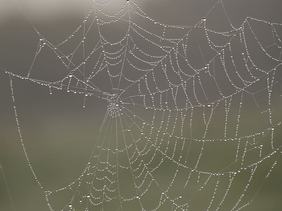 spiderweb, mist, dew, drops, nature, spider web, fragility HD wallpaper