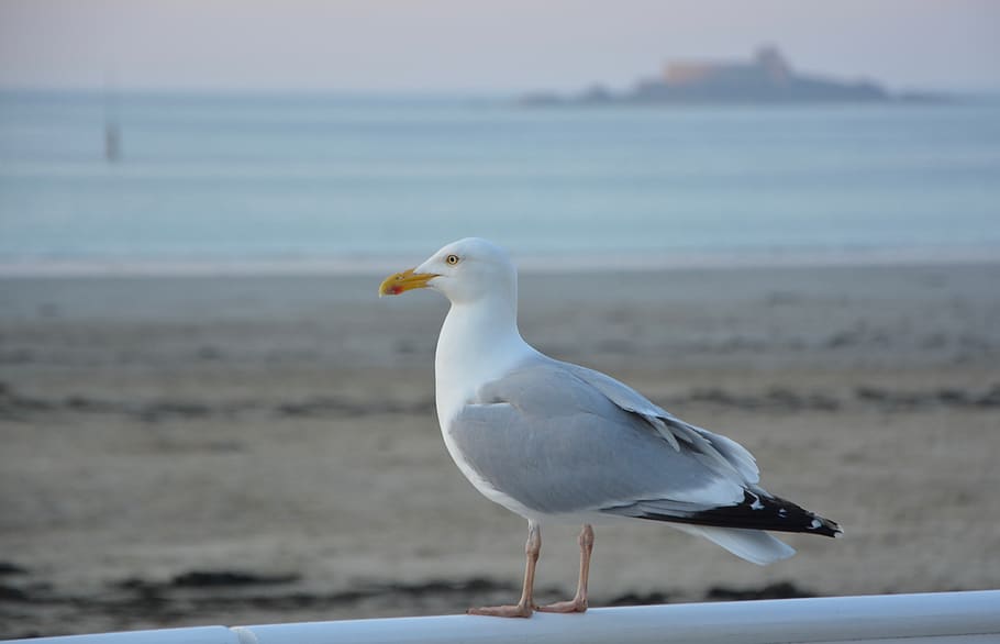 gull, bird, seabird, nature, beach, ocean, animal themes, animals in the wild HD wallpaper