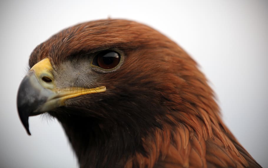 brown eagle portrait, bird, animal, beak, hawk, head, golden eagle head, HD wallpaper