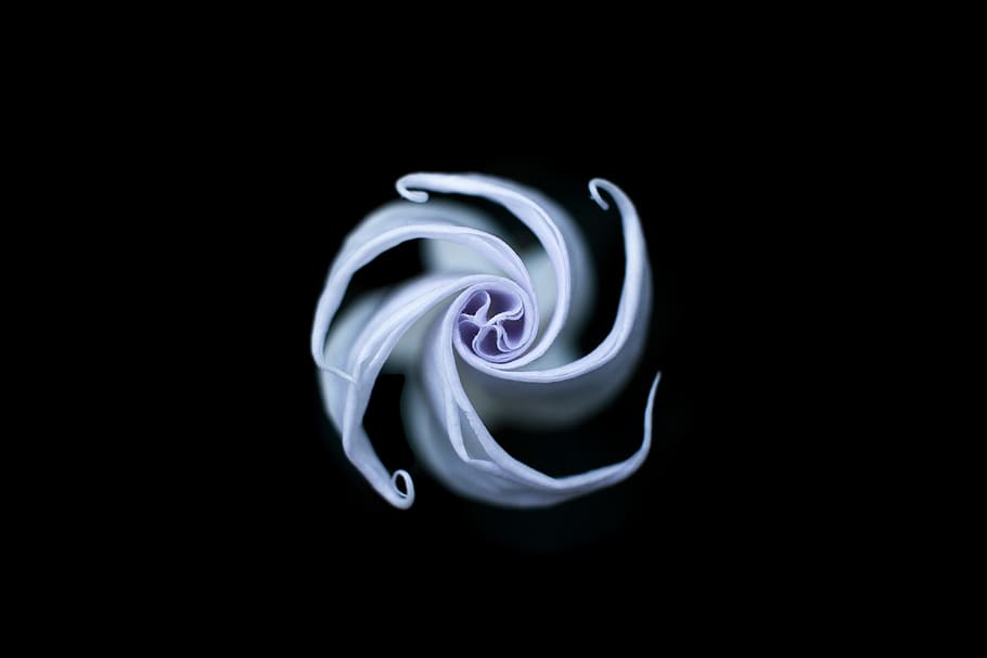 white spiral flower, macro, abstract, creative, swirling, shape HD wallpaper