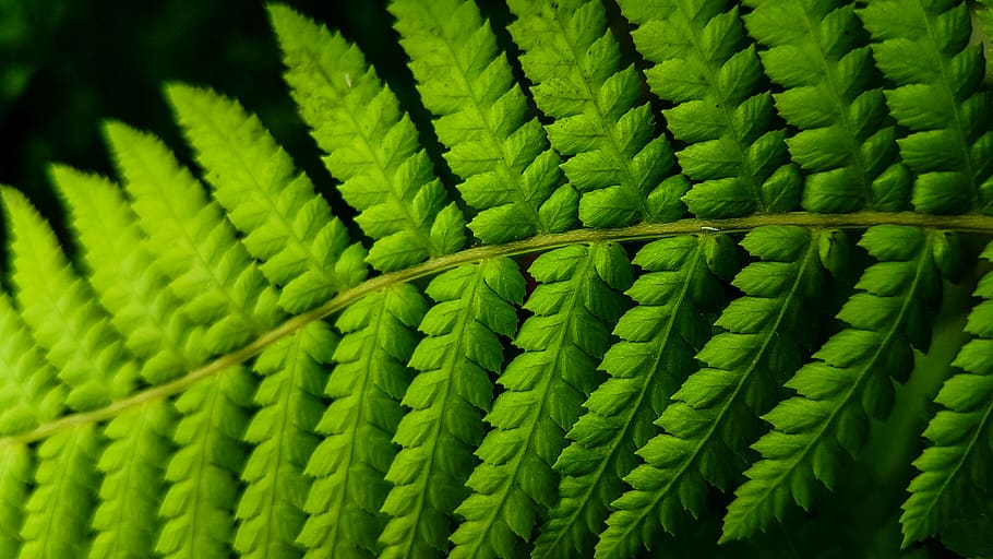 ireland, dublin, nature, green, forest, life, botanic, plant HD wallpaper