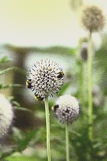 magog, canada, flower, flowering plant, fragility, vulnerability HD wallpaper