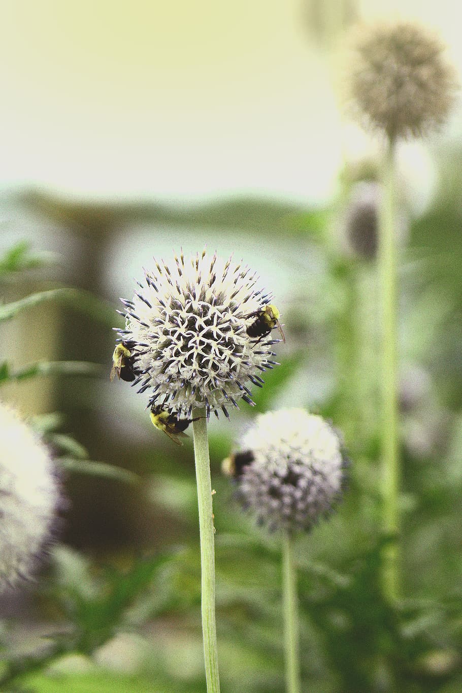 magog, canada, flower, flowering plant, fragility, vulnerability HD wallpaper