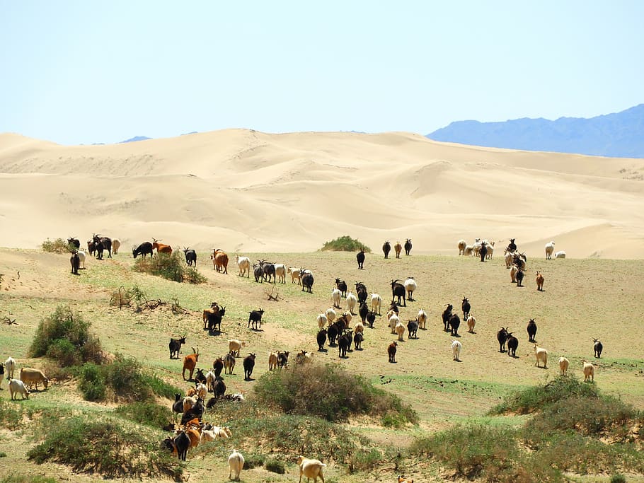 steppe, the gobi desert, mongolia, cattle, herd, sheep, goats, HD wallpaper