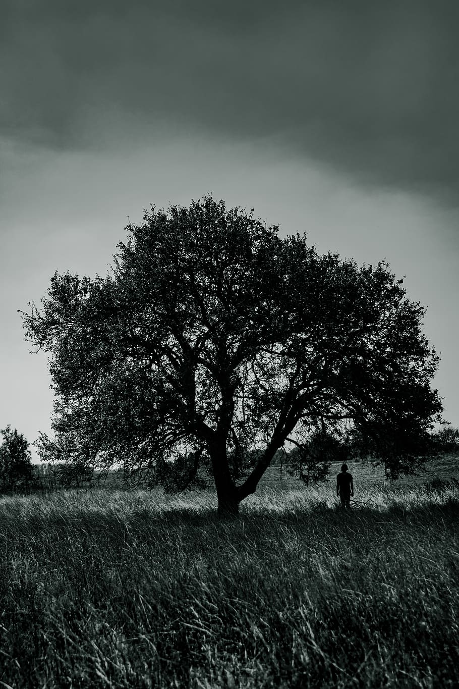 person standing under a tree, plant, field, land, sky, grass HD wallpaper