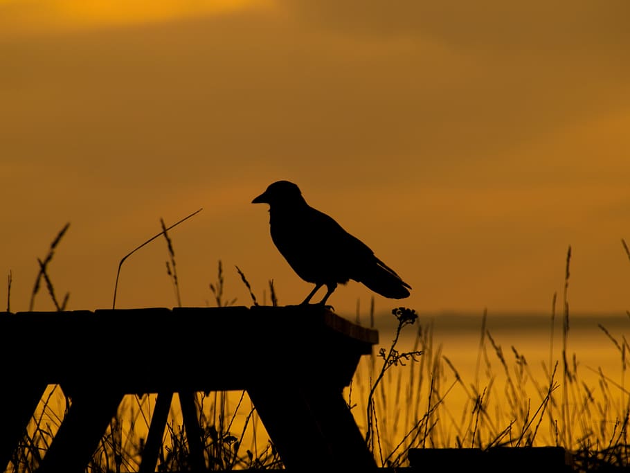 sunrise, sundown, sunset, evening, dawn, sunlight, horizon HD wallpaper