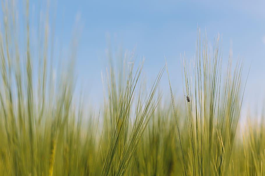 grain, beetle, insect, nature, summer, cereals, agriculture HD wallpaper