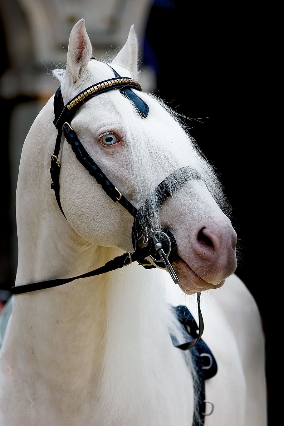 Horse, cheval, white, regard, eye, white fur, wild life, wildanimal