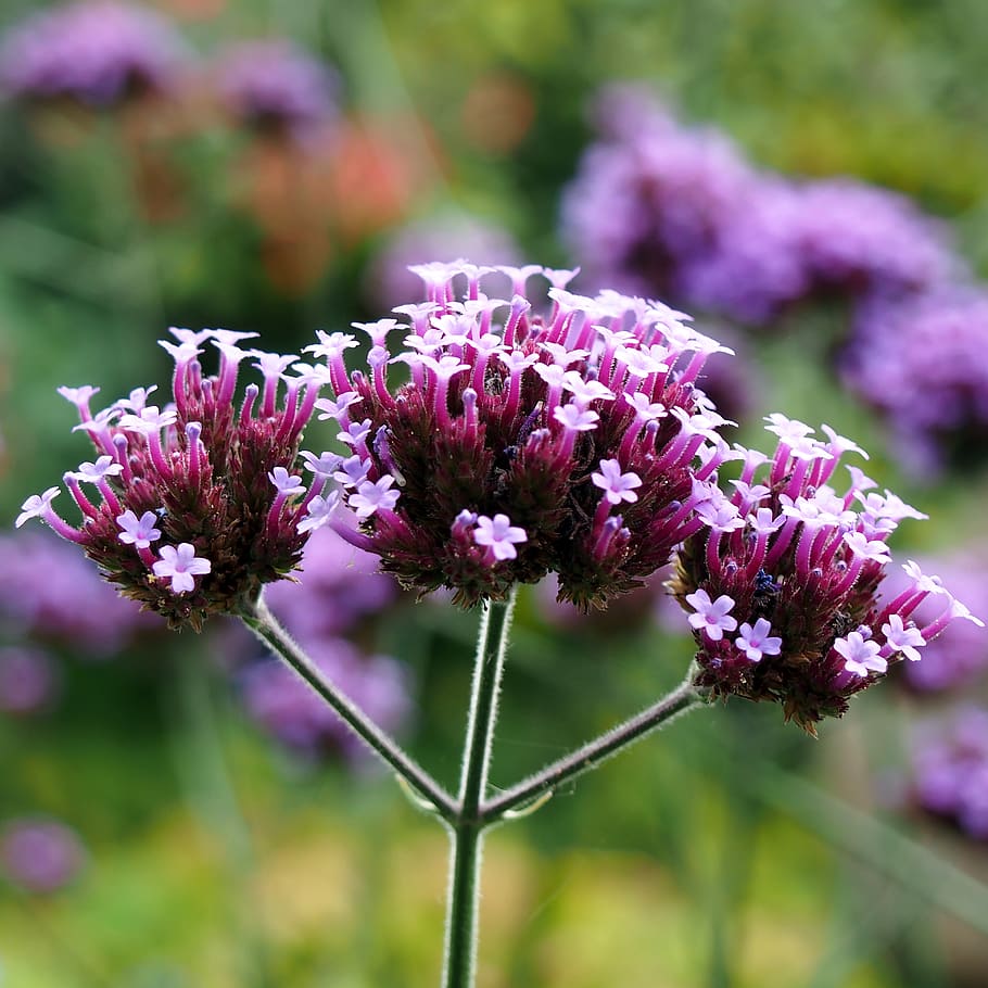 flower, flowering plant, fragility, vulnerability, freshness HD wallpaper