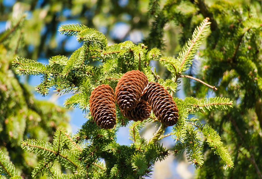 tap, pine cones, conifer, needles, softwood, evergreen, cone scales HD wallpaper
