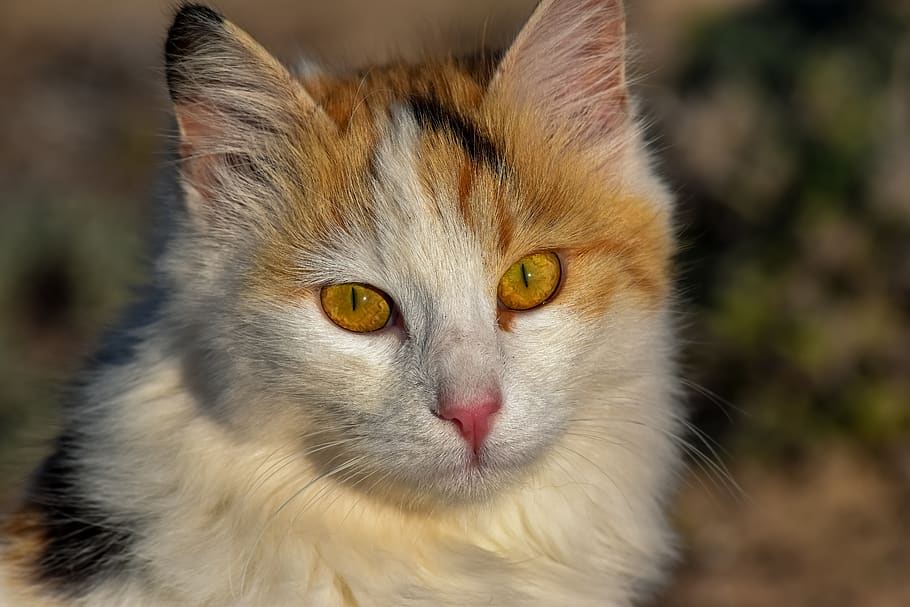 cat, stray, animal, cute, portrait, looking, kitty, adorable HD wallpaper