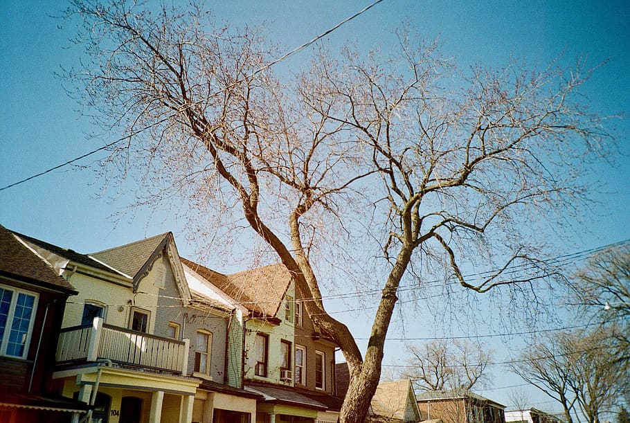Bare Tree, architecture, blue sky, building, canada, city, daylight HD wallpaper