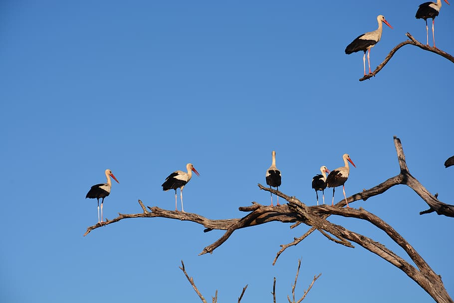 White and Black Long Beaked Birds on Brown Tree Branch, animals HD wallpaper
