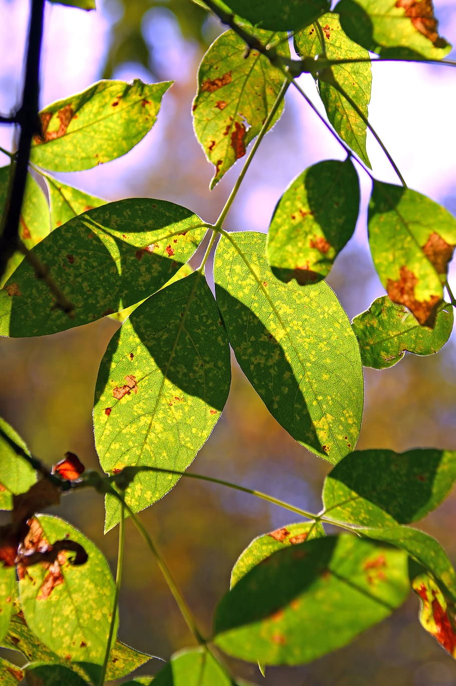foliage, sunshine, shadow, nature, wood, green, spring, autumn, HD wallpaper