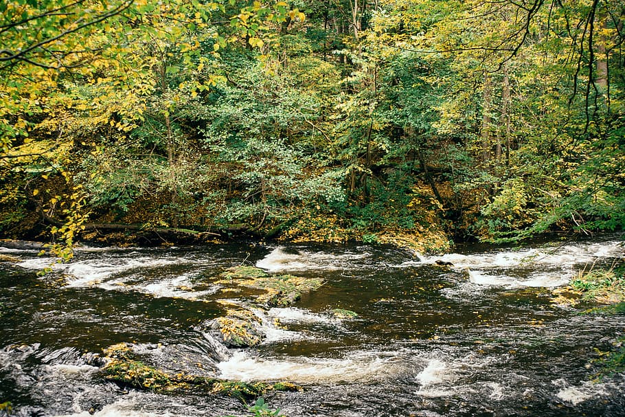 River Bode, ecology, environment, europe, flow, forest, gemany HD wallpaper