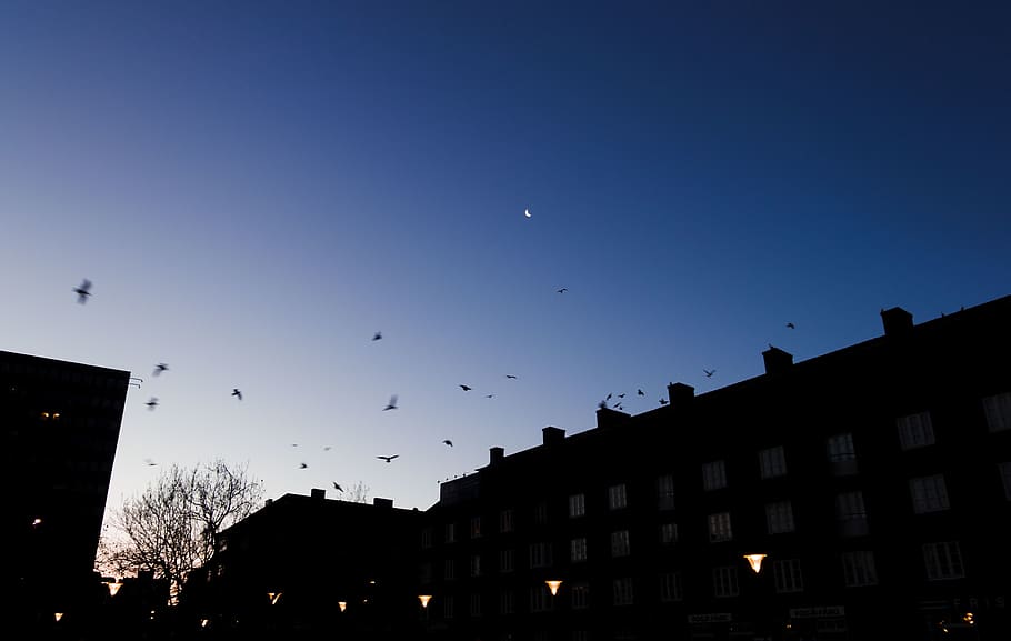 sweden, malmö, sky, buildings, birds, blue, sunrise, morning HD wallpaper