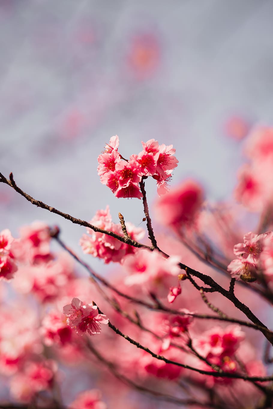 Selective Focus Photography Of Pink Flowers, bloom, blossom, branch HD wallpaper