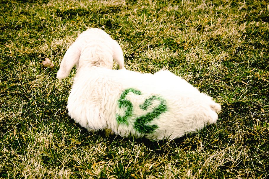 lamb, animal, farm, grass, domestic, pets, domestic animals HD wallpaper