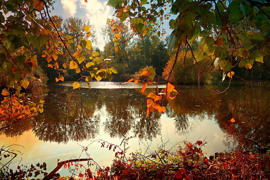 water, pond, leaf, branch, tree, reflection, autumn color, sunlight HD wallpaper