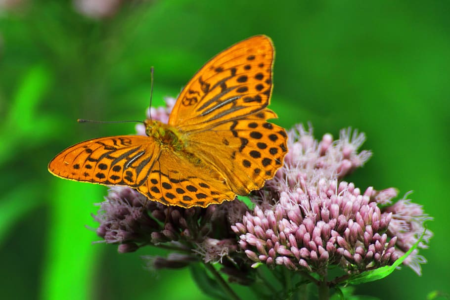 butterfly, flower, nature, insect, animal themes, animal wildlife HD wallpaper
