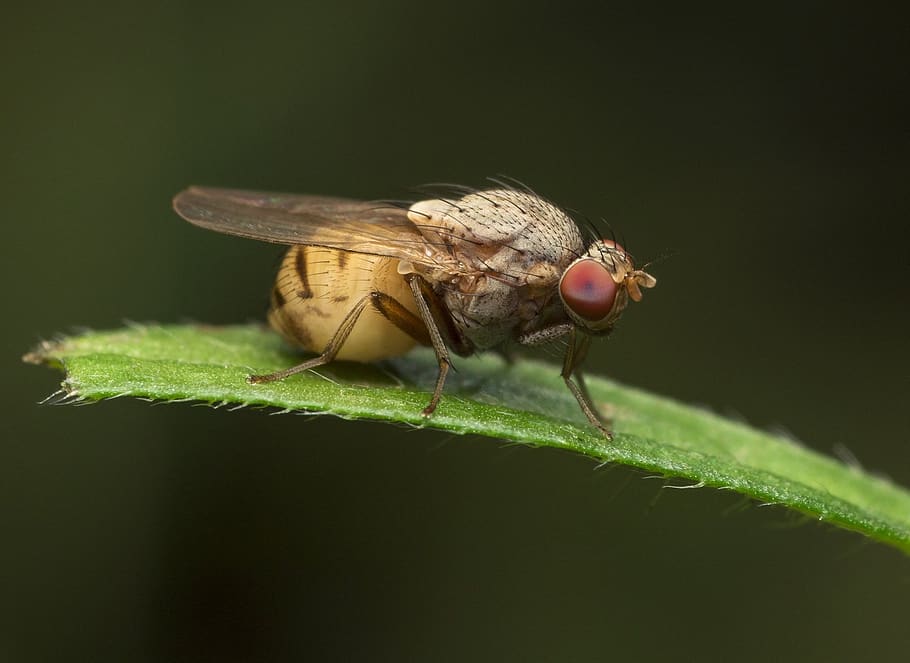 insect, fly, wing, animal, nature, invertebrate, animal themes HD wallpaper