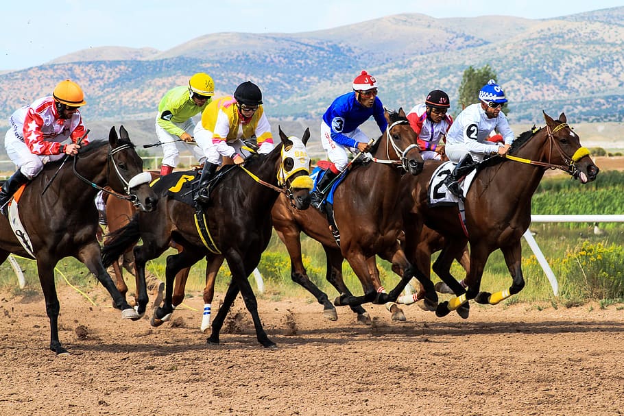 horses, racing, wyoming, downs, track, betting, jockeys, competition, HD wallpaper