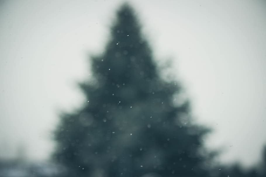 green pine trees through glass, plant, abies, fir, ornament, christmas tree HD wallpaper