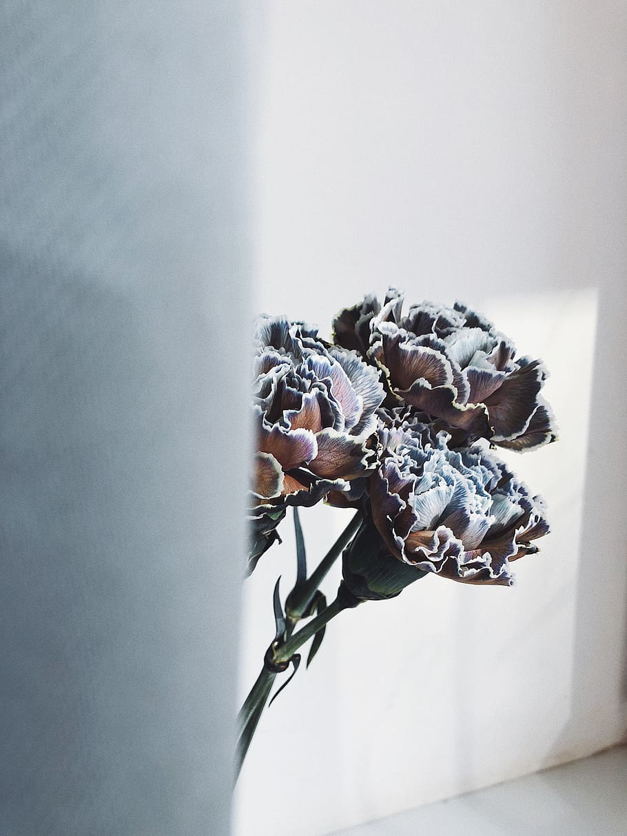 three brown and white artificial flowers, plant, no people, indoors HD wallpaper