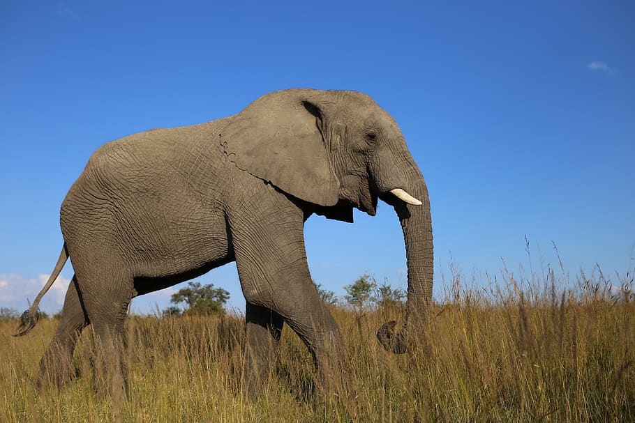 HD wallpaper: african elephant, grassland, zimbabwe, ivory