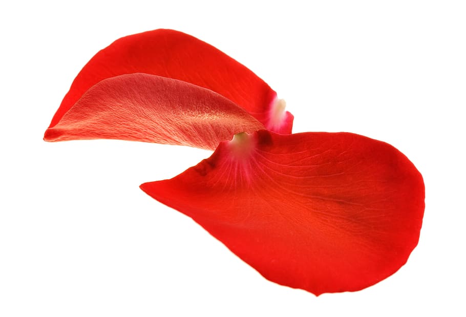 con2011, flower, fresh, gift, isolated, pedal, petal, photo HD wallpaper