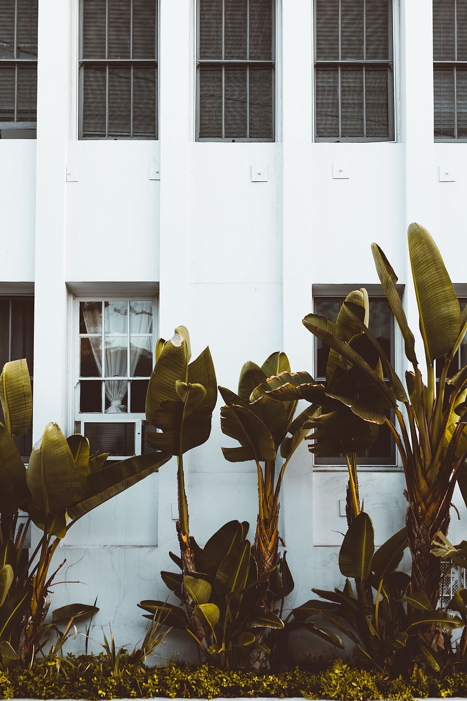 green leafed plants near white concrete building wall partition HD wallpaper