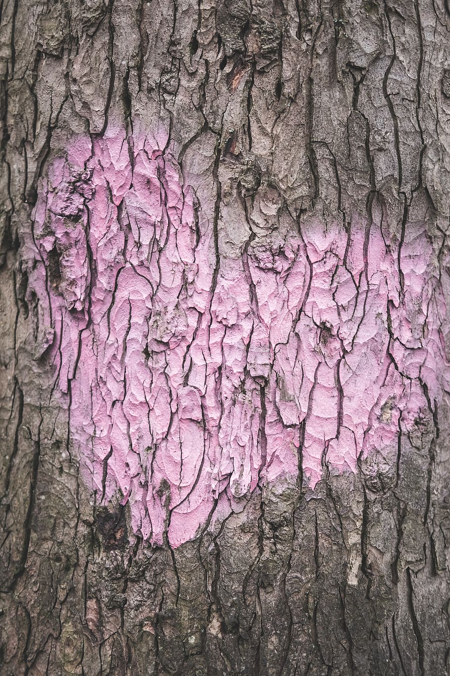 pink heart illustration, textured, no people, tree, trunk, tree trunk HD wallpaper
