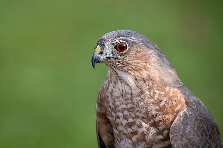 falcon, hawk, falconry, bird, wild, predator, animal, wildlife HD wallpaper
