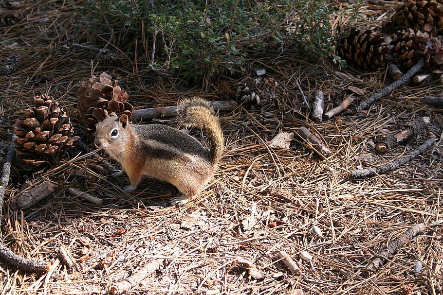 cute, animals, squirrel, nature, animal themes, mammal, animal wildlife HD wallpaper