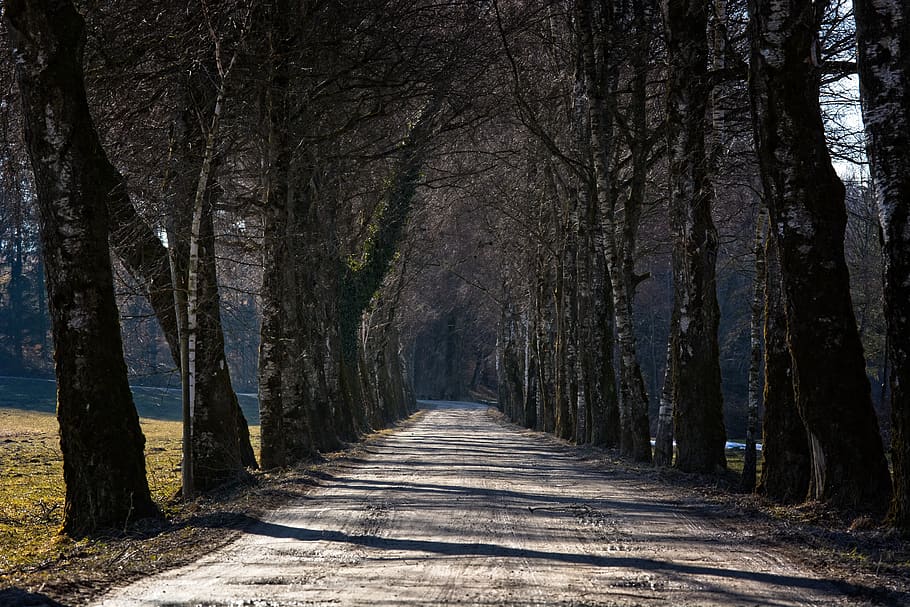 avenue, tree lined avenue, trees, birch, winter, cold, direction HD wallpaper
