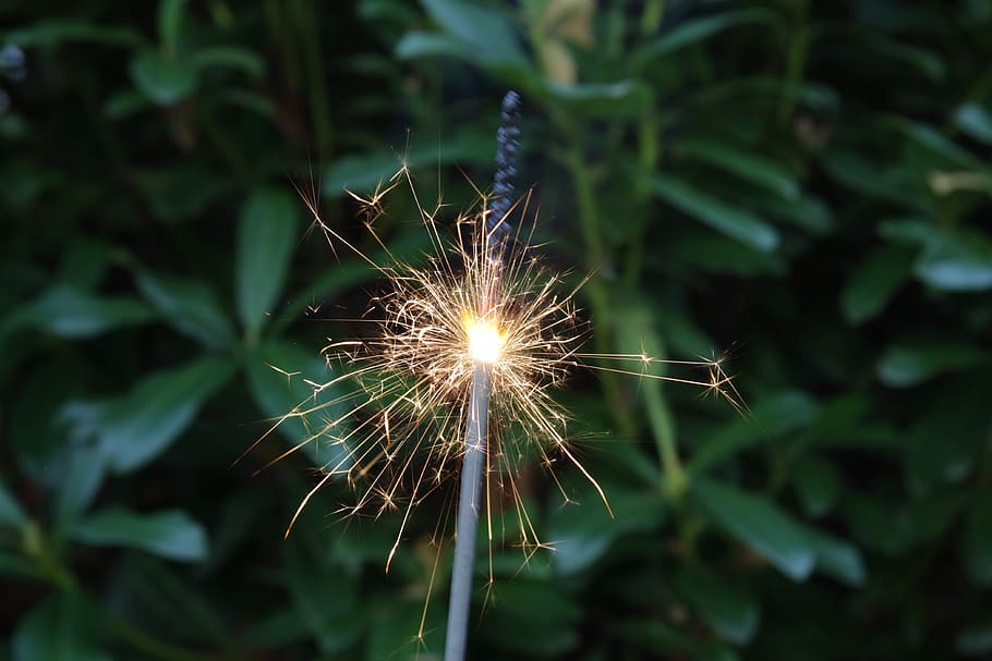 sparkle, green, nature, joy, bush, sparkler, plant, close-up HD wallpaper