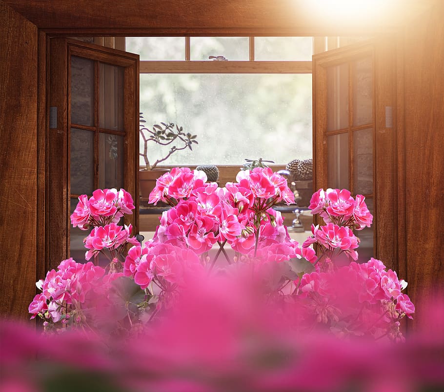 window, flowers, pink, window flower, pink color, flowering plant HD wallpaper