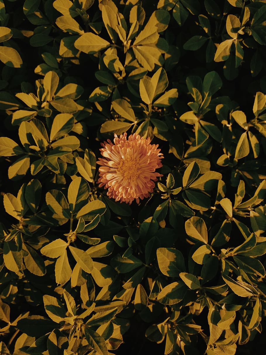 Close-up Photo of a Flowerr, bloom, blooming, blossom, delicate HD wallpaper