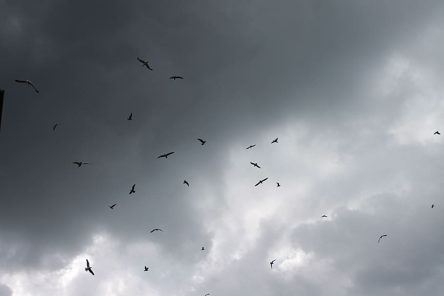 birds in flight under cloudy sky, bristol, harbourside, united kingdom HD wallpaper