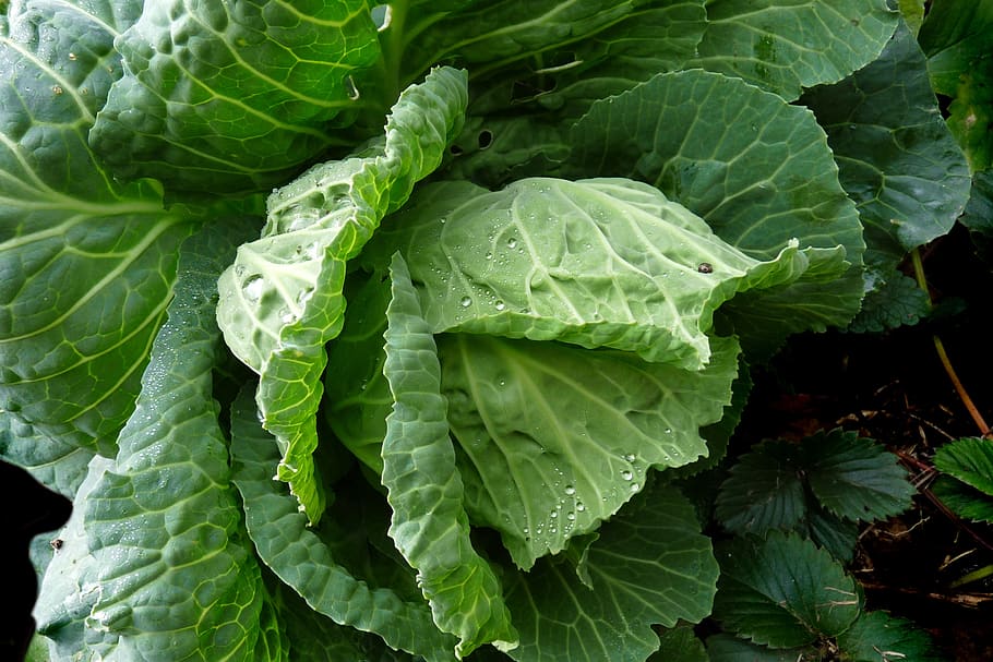 vegetable, cabbage, plant, garden, green, green color, leaf HD wallpaper
