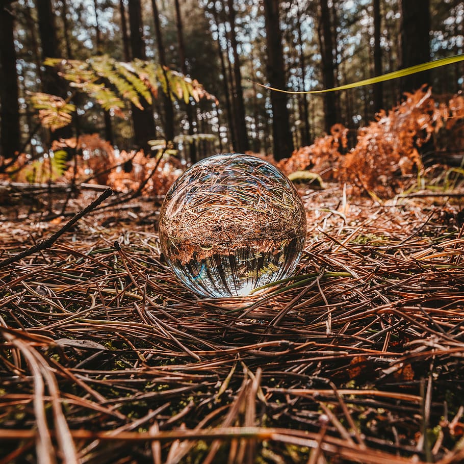 closeup photography of sphere on twigs, tunbridge wells, broadwater warren, HD wallpaper